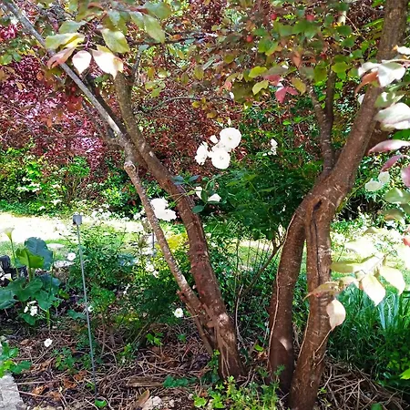 Bed and Breakfast Le Jardin D'anna Saint-Eutrope-de-Born
